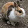 Pet rabbit