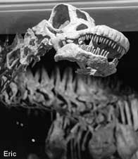 Titanosaur